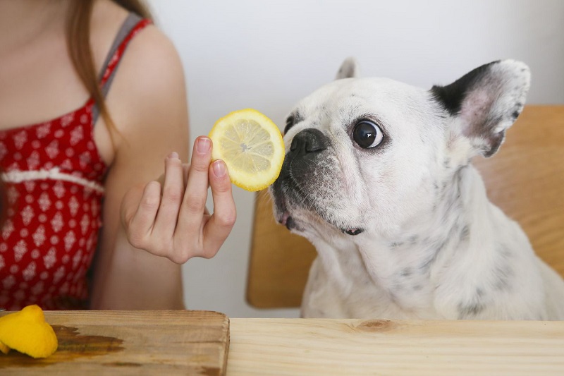 Can dogs eat lemon?