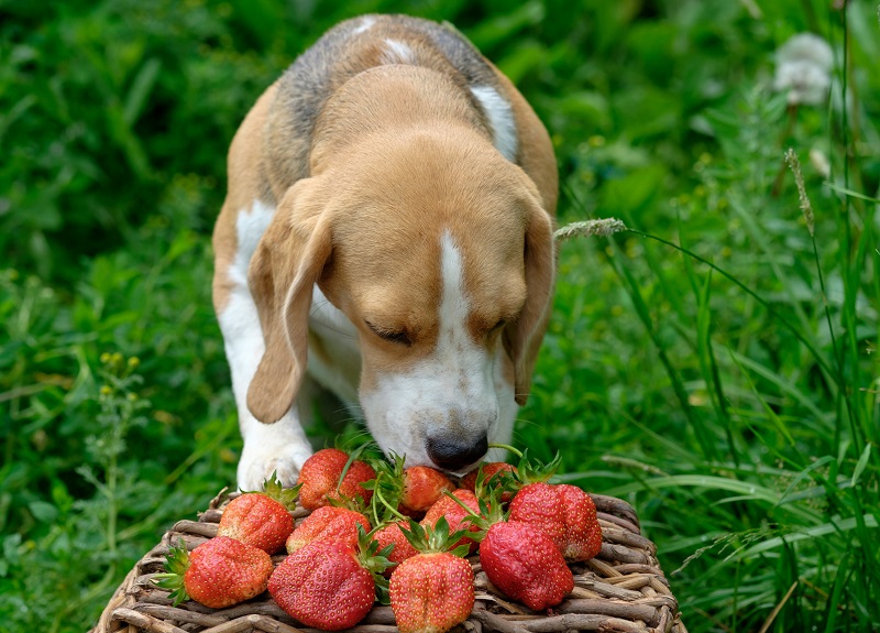 Can dogs eat raspberries?