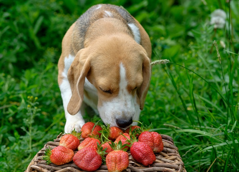 5 Dog Whistle and Clicker Training Apps for Android