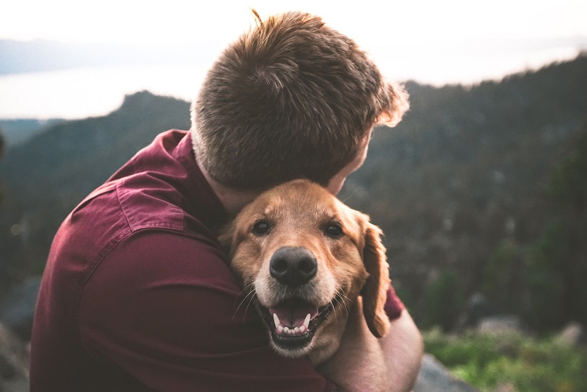 5 Awesome DIY Projects Every Pet Owner Would Love to Try
