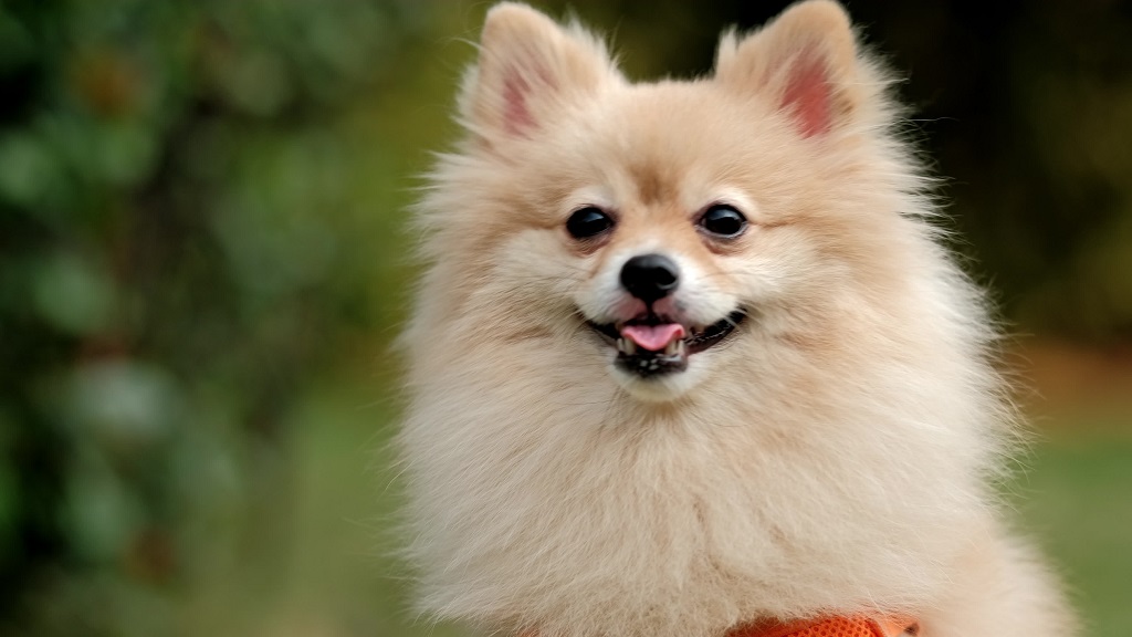 The 6 Top Websites to Find Tips as a Pet Owner