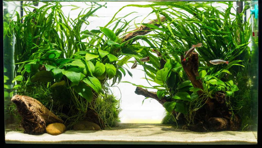 Affordable aquarium sand enhancing freshwater fish tank appearance